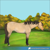 Horse Color:Buckskin Roan Dun 