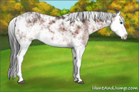 Horse Color:Brown Sabino Splash 