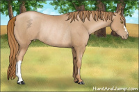 Horse Color:Chestnut Pearl Rabicano