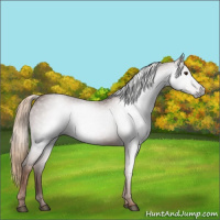 Horse Color:Gray Chestnut 