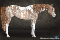 Horse Color:Chestnut Splash Tobiano  and Chestnut Splash Tobiano 