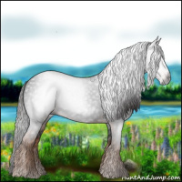 Horse Color:Gray Liver Chestnut 