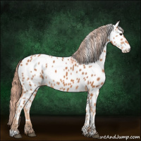 Horse Color:Chestnut Appaloosa 