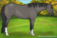 Horse Color:Grullo Roan 