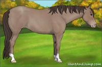 Horse Color:Classic Champagne Roan