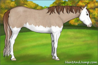 Horse Color:Red Dun Roan Splash 