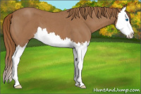Horse Color:Red Roan Splash