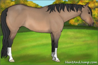 Horse Color:Bay Roan Dun 