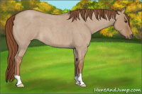 Horse Color:Red Dun Roan