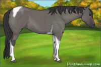 Horse Color:Grullo Roan Tobiano 