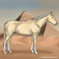 Horse Color:Palomino Roan 