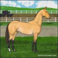 Horse Color:Buckskin Roan