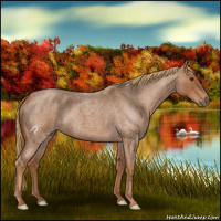 Horse Color:Red Roan 