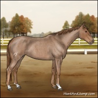 Horse Color:Red Roan 