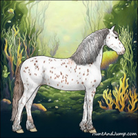 Horse Color:Chestnut Appaloosa 