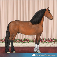 Horse Color:Bay 