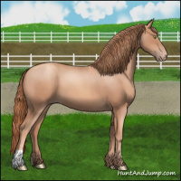 Horse Color:Gold Champagne Roan 
