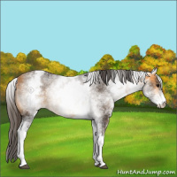 Horse Color:White Spotted Buckskin Rabicano 