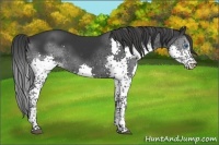Horse Color:Black Splash