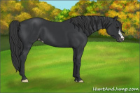 Horse Color:Blue Roan Varnish 