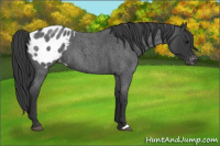 Horse Color:Blue Roan Appaloosa