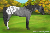 Horse Color:Blue Roan Appaloosa 