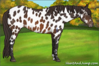 Horse Color:Buckskin Appaloosa 