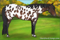 Horse Color:Brown Appaloosa 