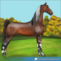 Horse Color:Bay Tobiano 