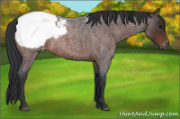 Horse Color:Bay Roan Snowcap 