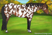 Horse Color:Bay Near Leopard