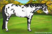 Horse Color:Brown Frame Appaloosa 