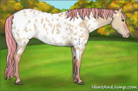 Horse Color:Painted Watercolor Red Dun Appaloosa 