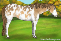 Horse Color:Buckskin Splash Appaloosa 