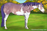 Horse Color:Watercolor Buckskin Splash Frame Rabicano 