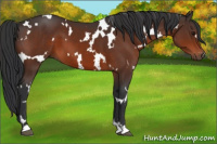 Horse Color:White Spotted Bay 