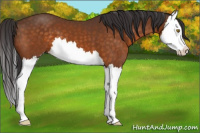 Horse Color:Buckskin Splash 