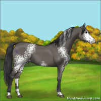 Horse Color:White Spotted Grullo