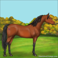 Horse Color:Brown 