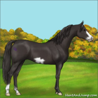 Horse Color:Smoky Black Frame 