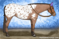 Horse Color:Bay Roan Appaloosa 