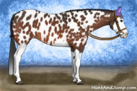 Horse Color:Bay Splash Appaloosa 