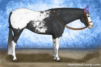 Horse Color:Black Splash Appaloosa 