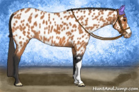 Horse Color:Bay Appaloosa 