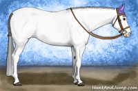 Horse Color:Blue Roan Appaloosa 