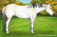 Horse Color:White Spotted Buckskin Dun Rabicano 