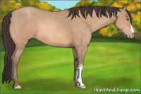 Horse Color:Amber Champagne 
