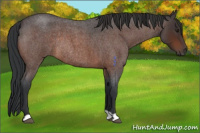 Horse Color:Brown Roan Rabicano 