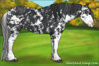 Horse Color:Black Sabino 