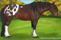 Horse Color:Brown Appaloosa 